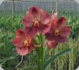Vanda Rujiroj